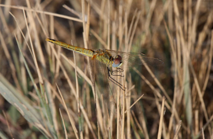 Sympetrum fonscolombii